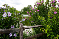 005Cherryville