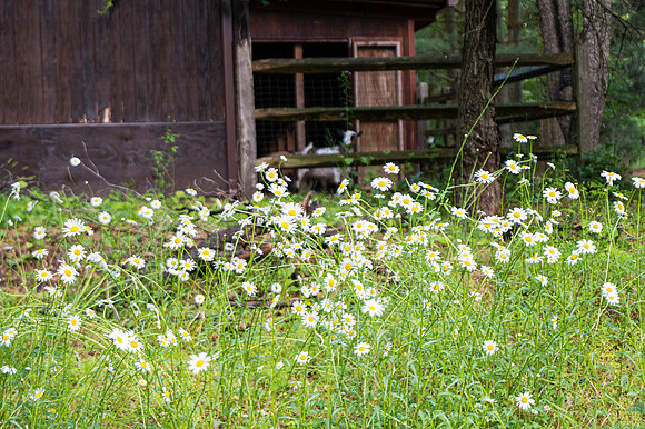 008Cherryville