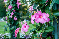 CherryvillePhotography001-10