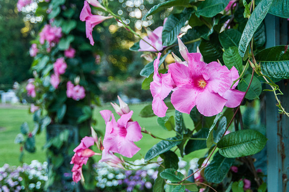 CherryvillePhotography001-10