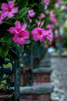 CherryvillePhotography001-16