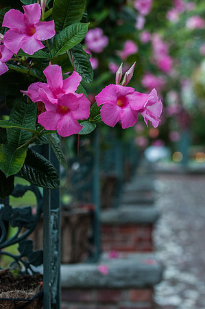 CherryvillePhotography001-16