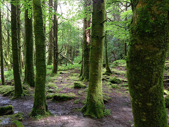 Tree Path
