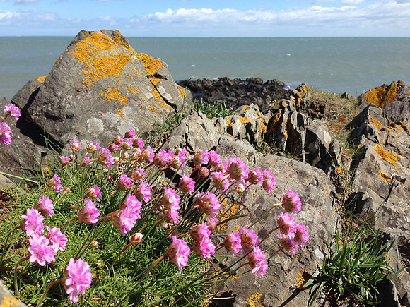 Pink Flowers