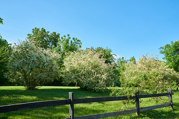 1CherryvillePhotography