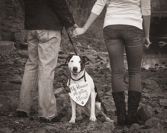 dog engagement session nj wedding photographer clinton